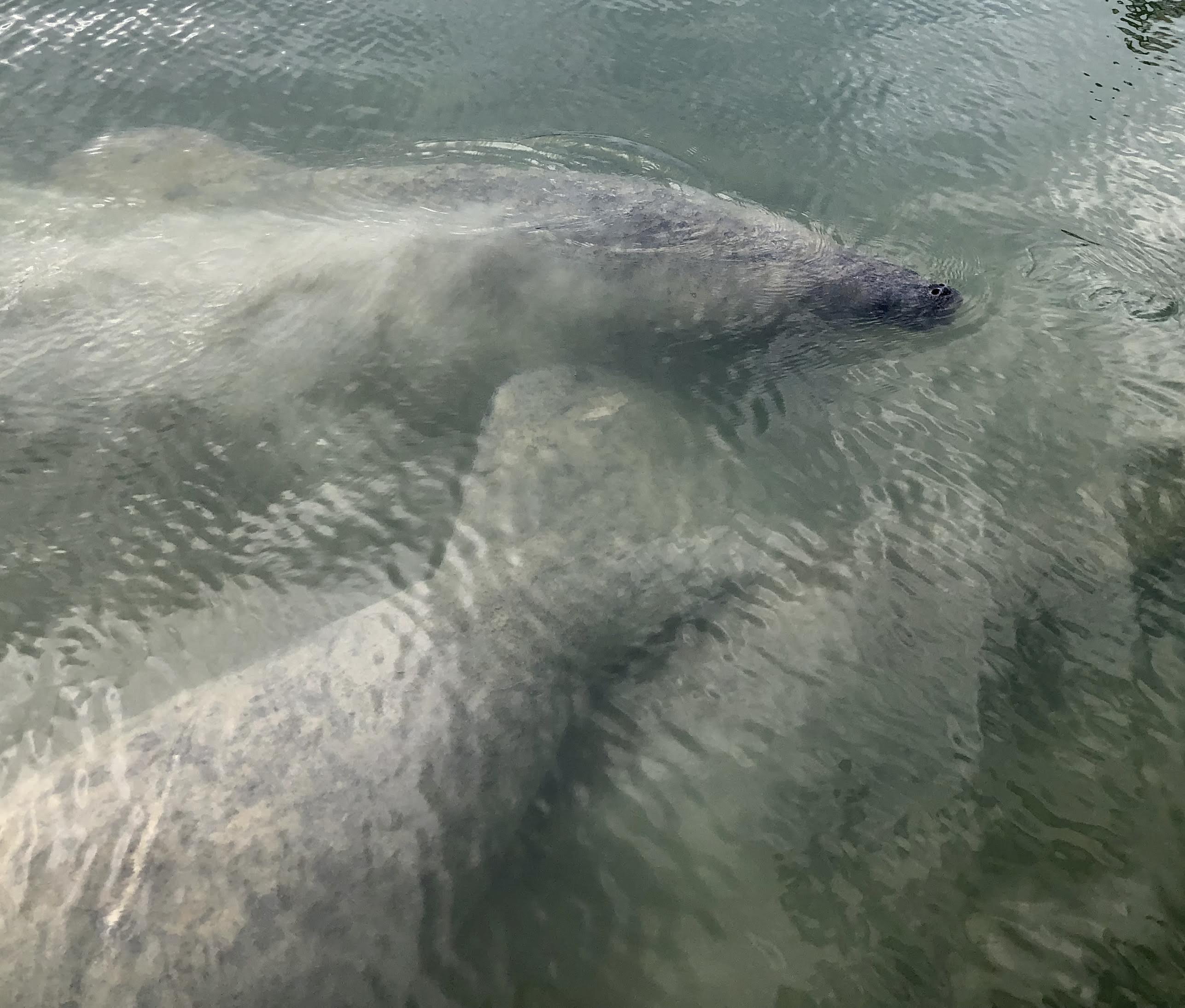 Manatees