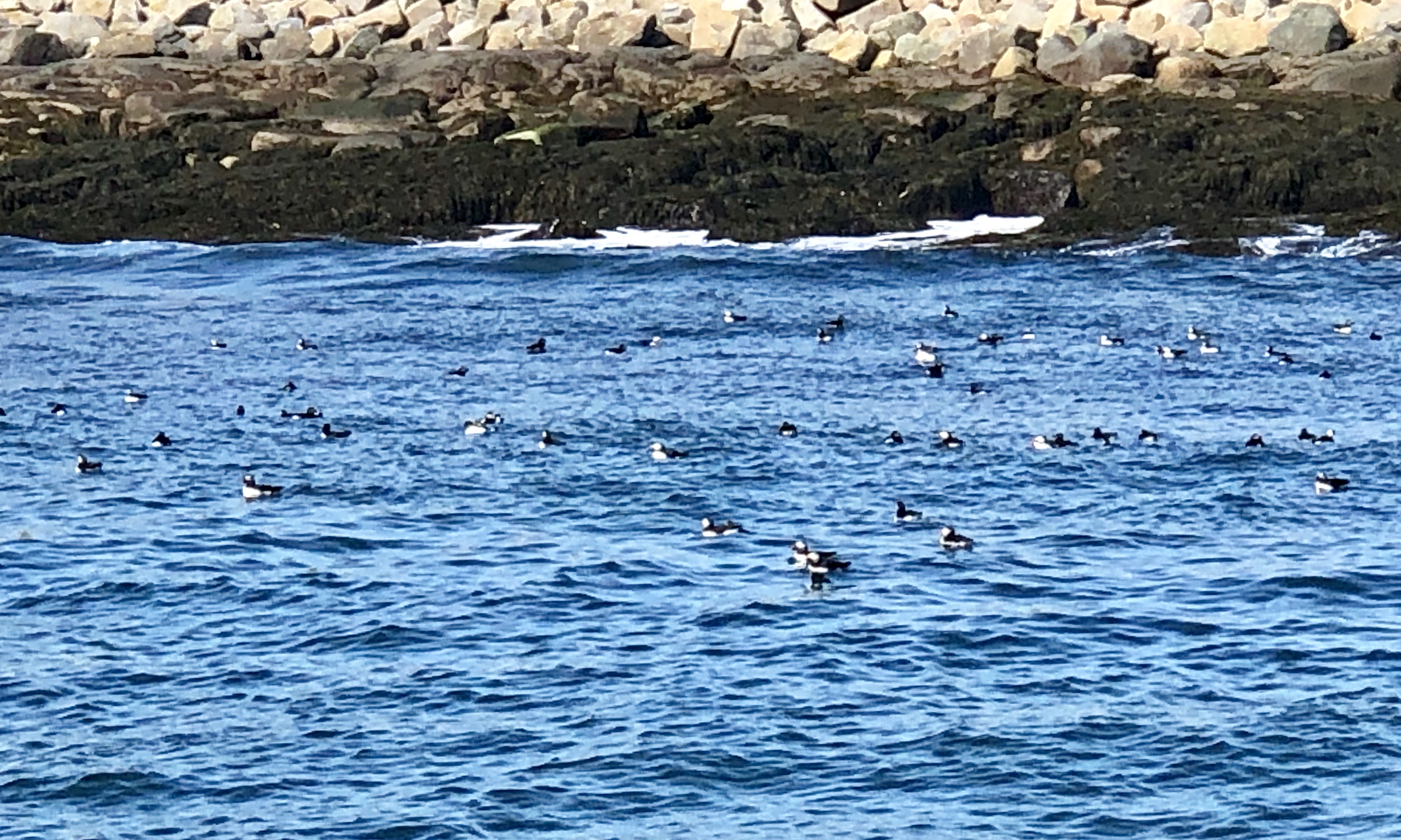 Puffins on Machias