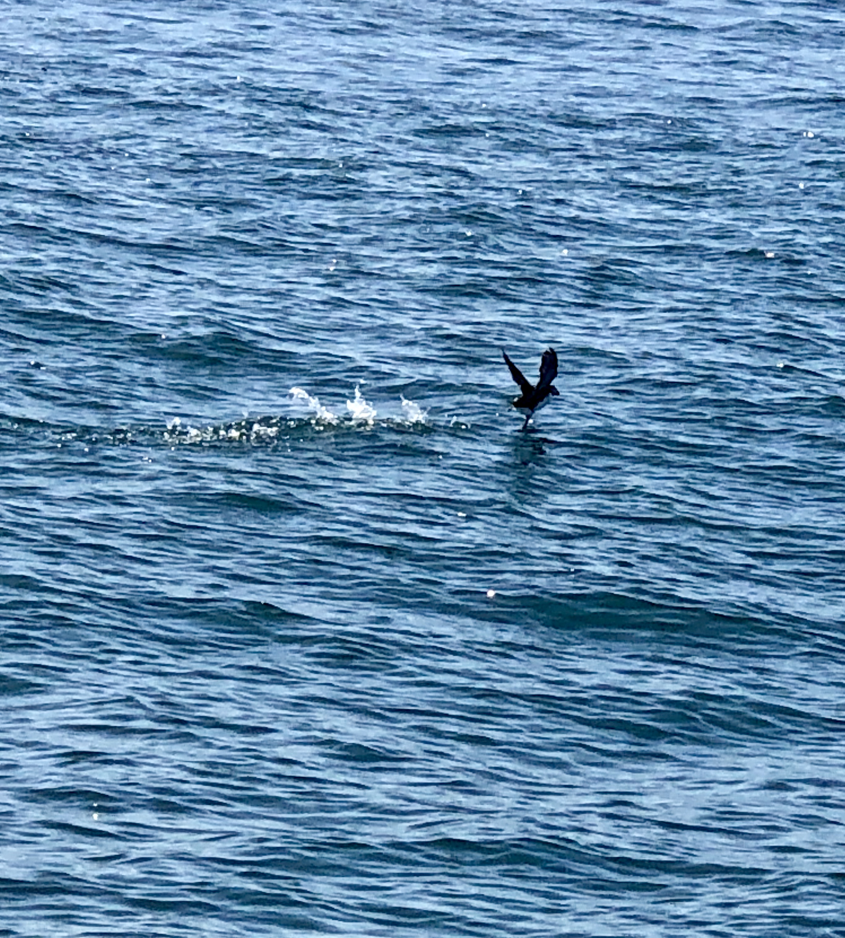 puffin flying