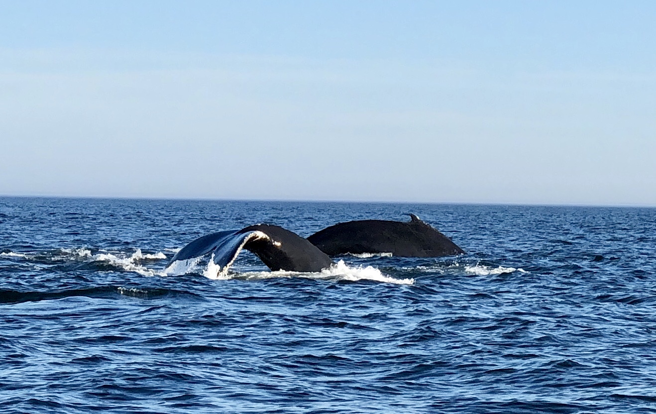 Whales in the bay of fundi