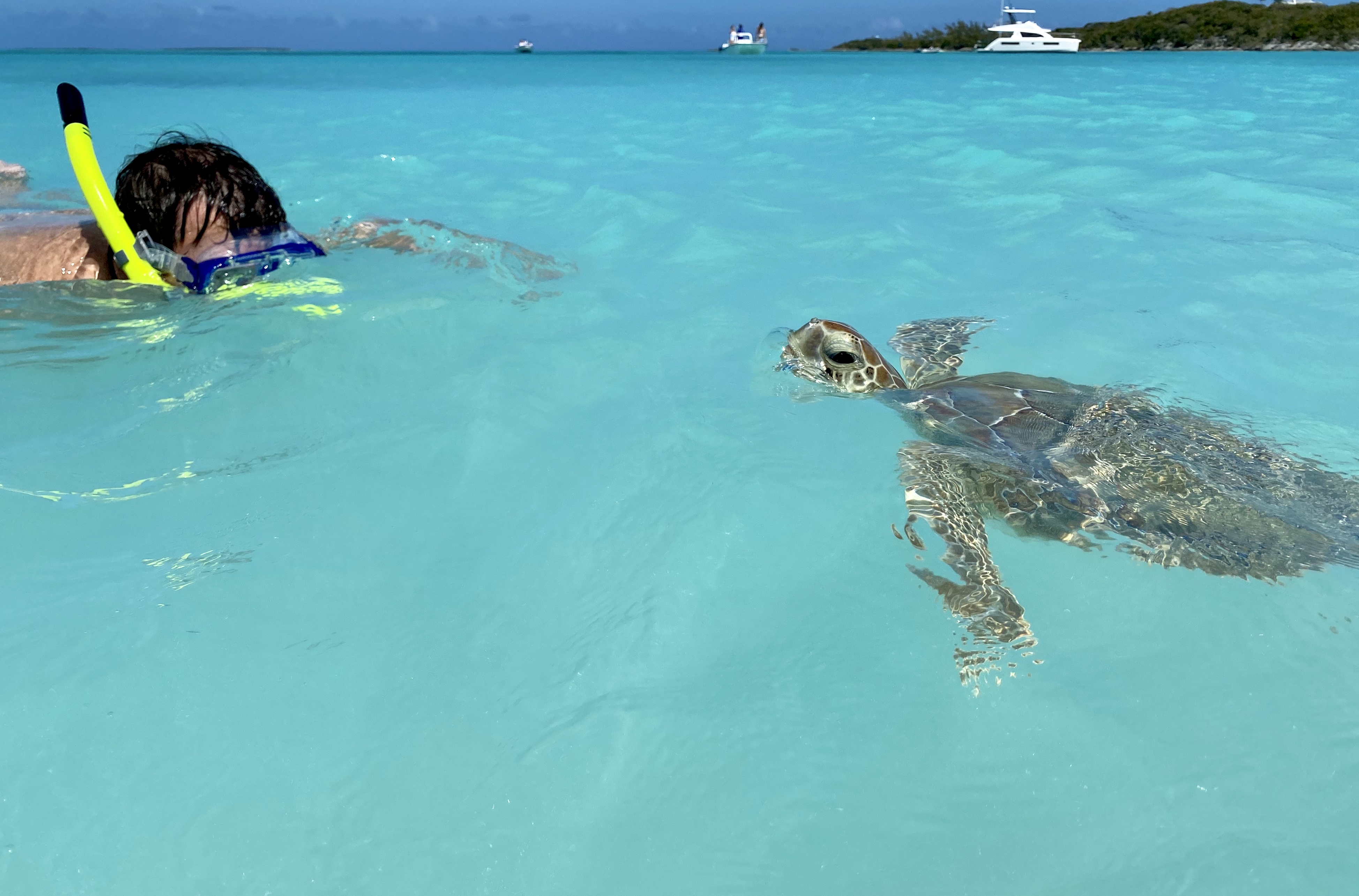 snorkeling with turtles