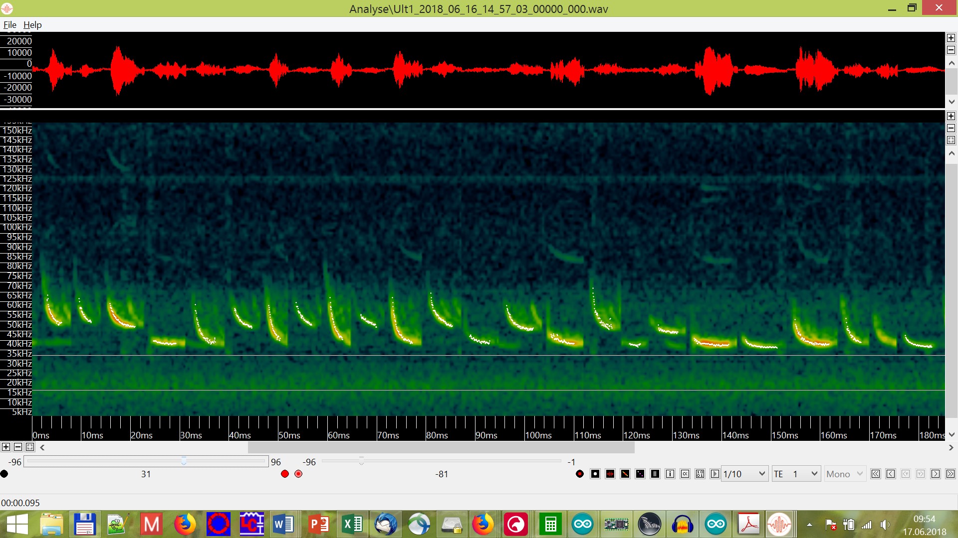 pipistrellus sp dd4wh 2018_06_17