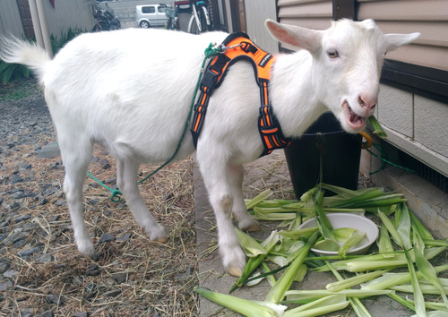 sakura-chan-eating-corn
