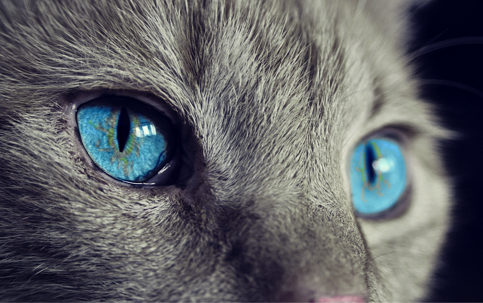 cat-1285634_960_720