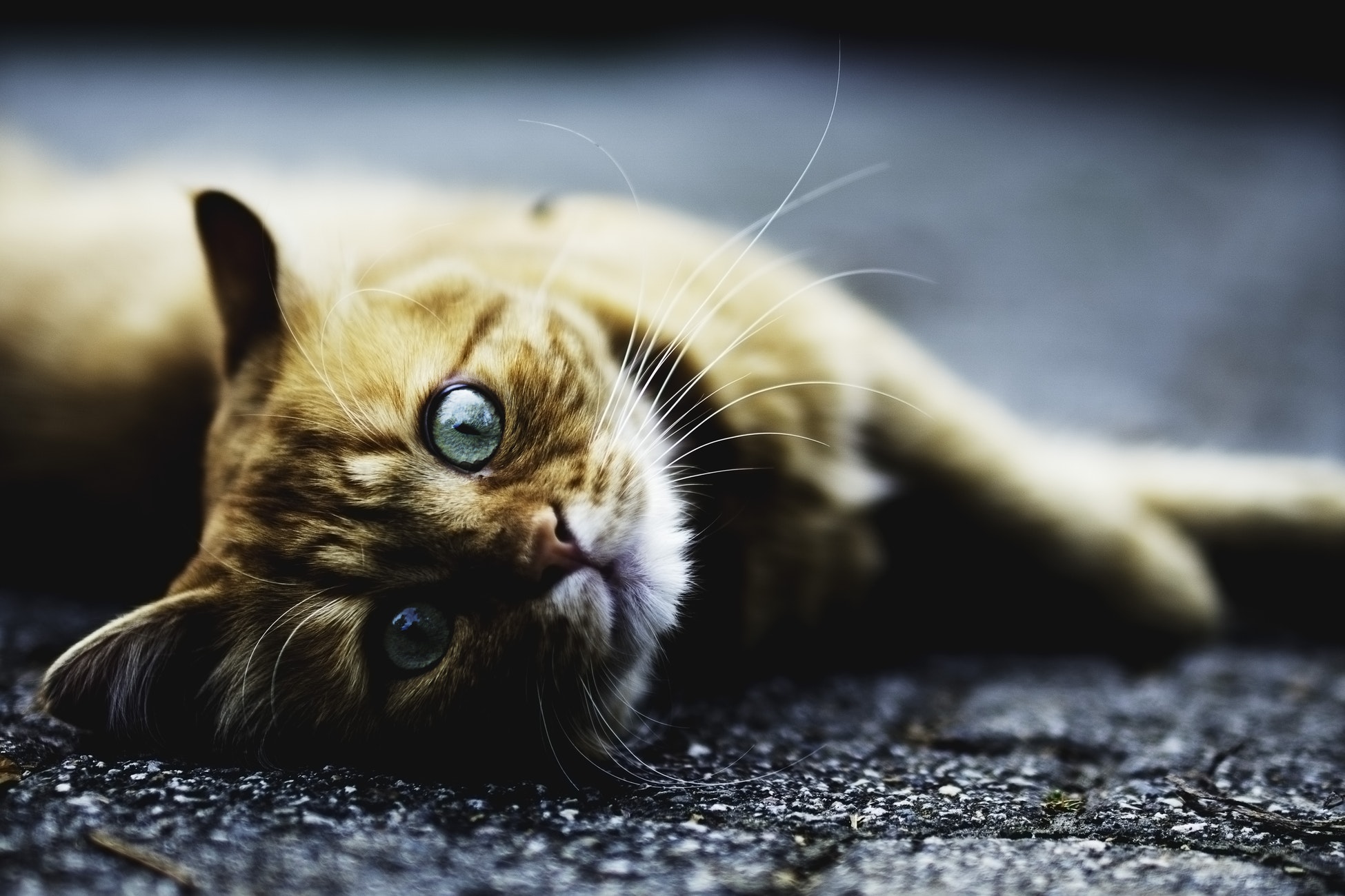 tabby-sideways-simone-dalmeri