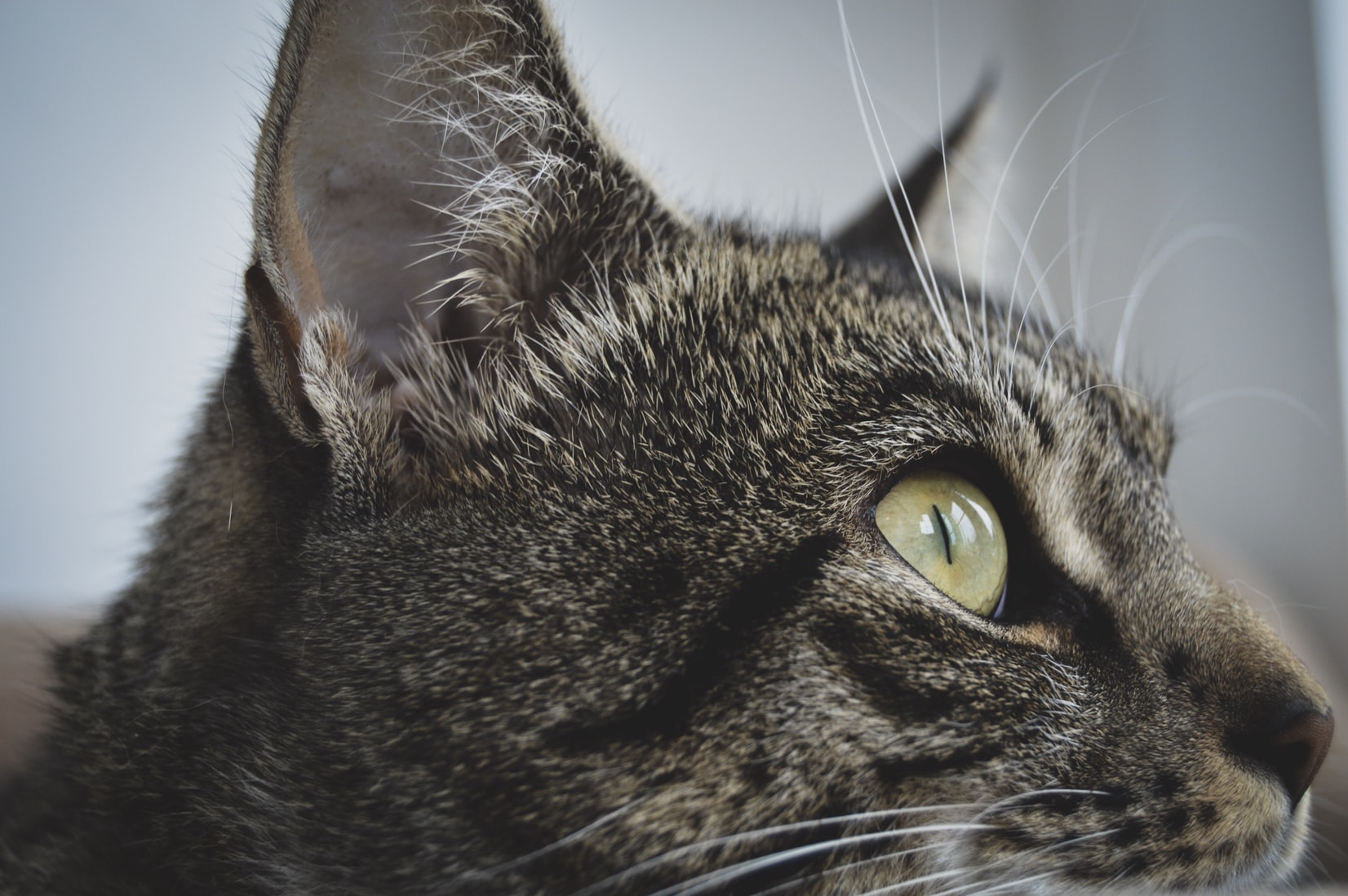 erica-nilsson-cat