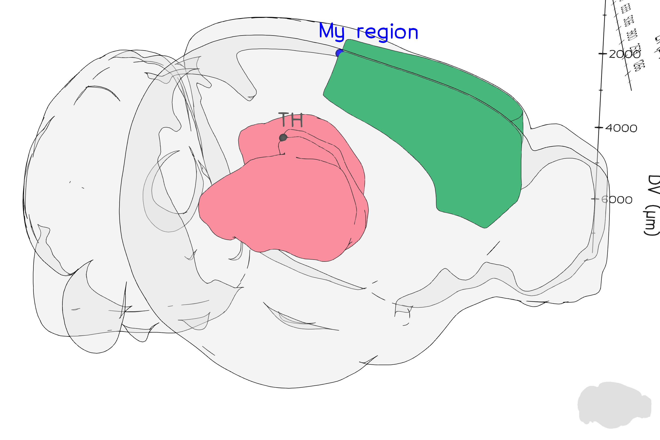 Labels position · Issue #176 · brainglobe/brainrender · GitHub