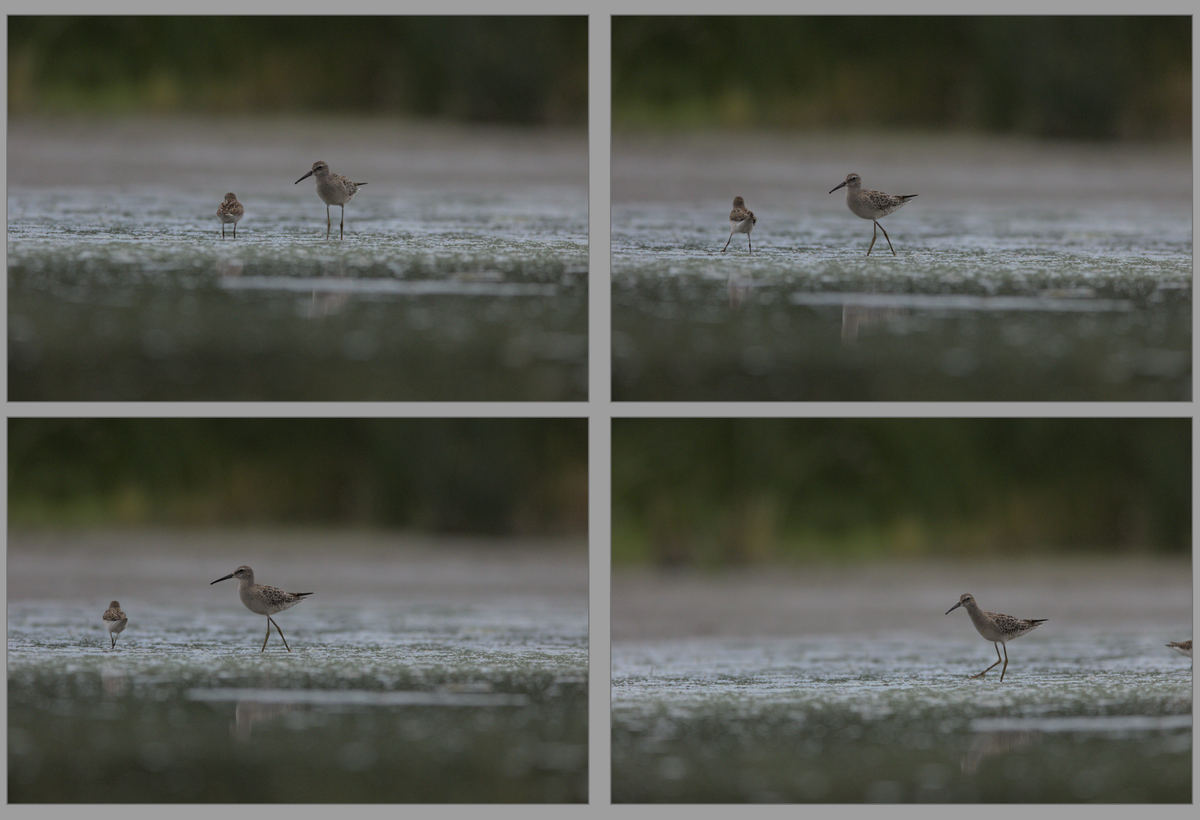 When zooming in culling mode, image is not centered · Issue 12469