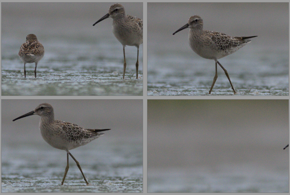 When zooming in culling mode, image is not centered · Issue 12469