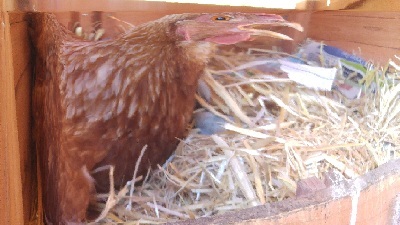 chicken-400px-thumbnail