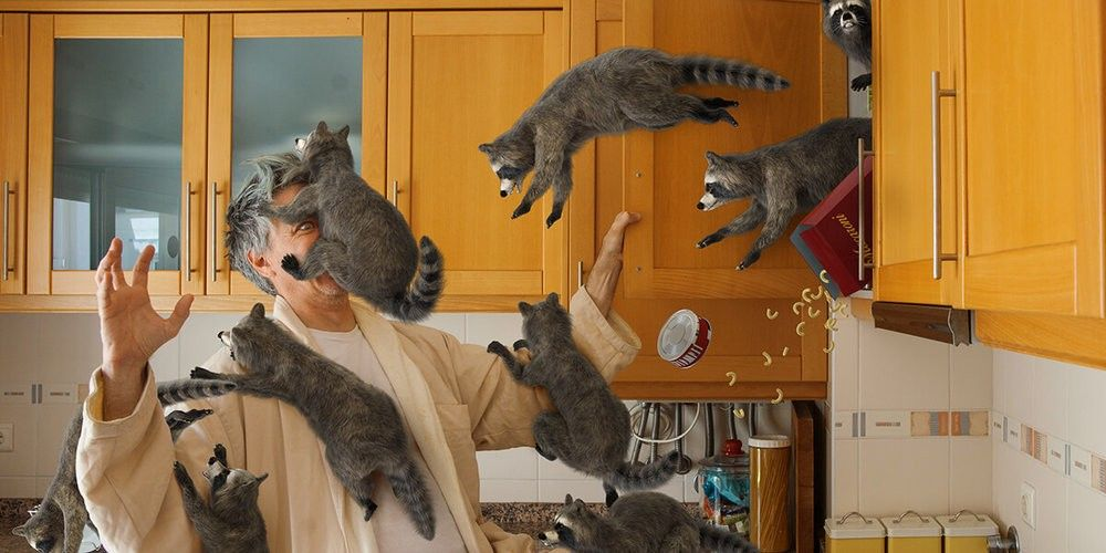 Racoons leaping from a kitchen cabinet to attack a person