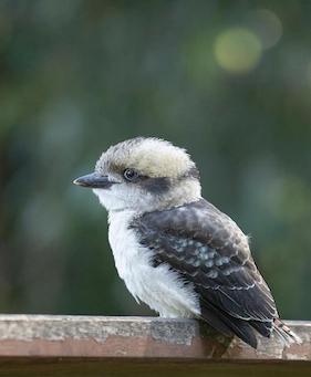 kookaburra