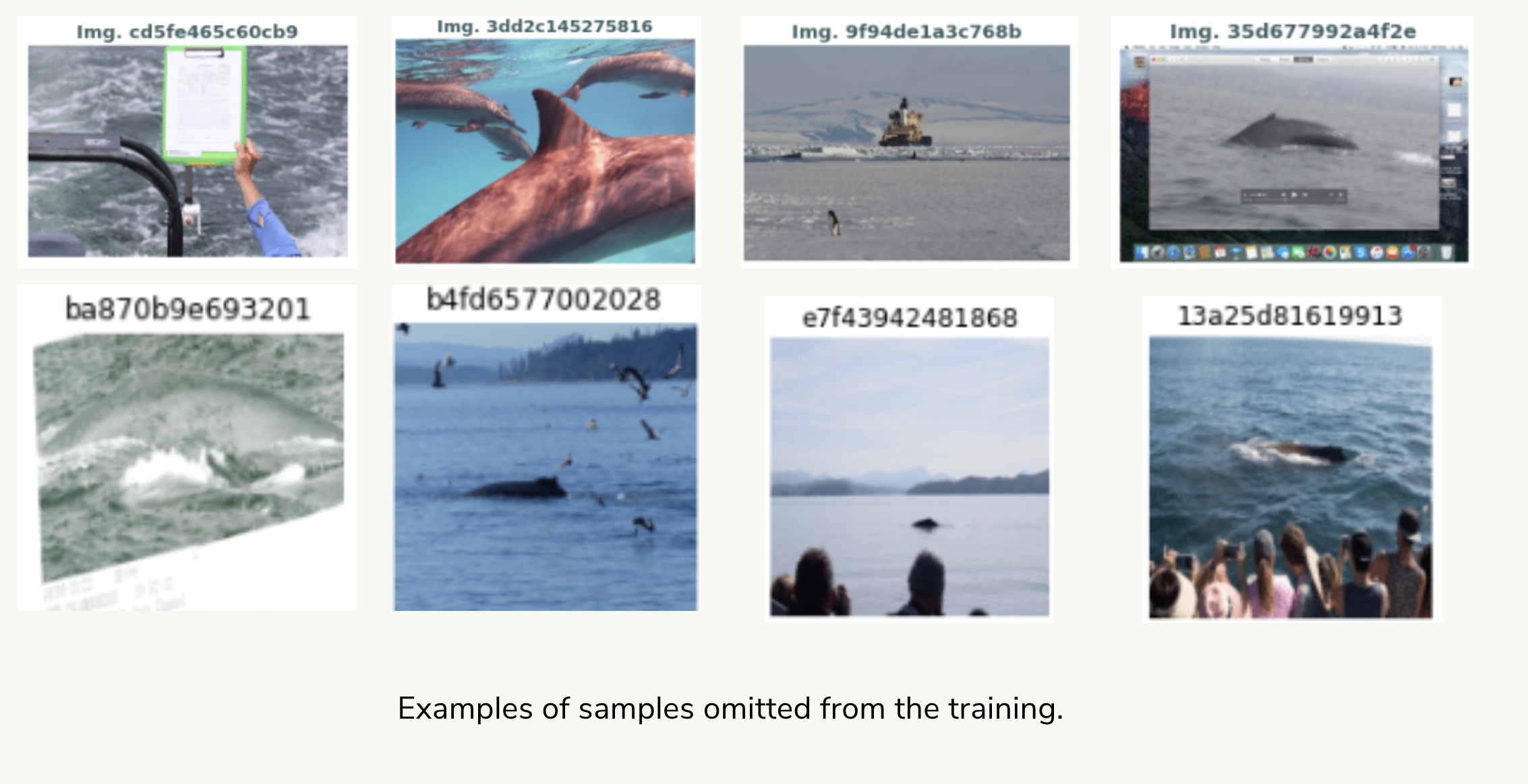 GitHub - namrata-kundu/COSC_490_Project: Happywhale - Whale and Dolphin ...