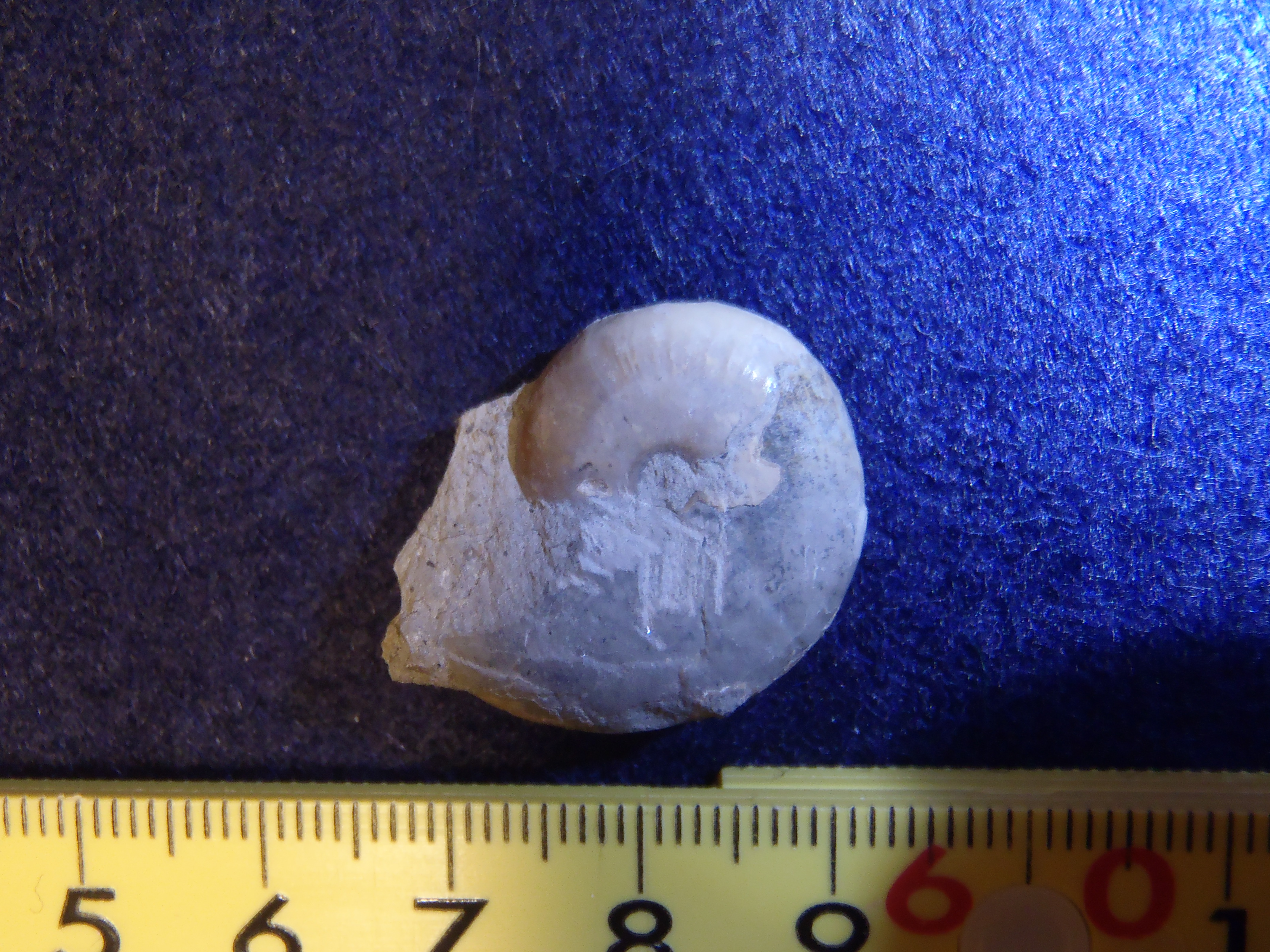 damesitesintermedius_20190114_1a
