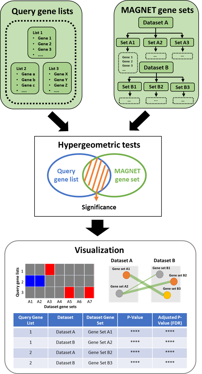 GitHub - sychen9584/MAGNET: Macrophage Annotation of Gene Network ...