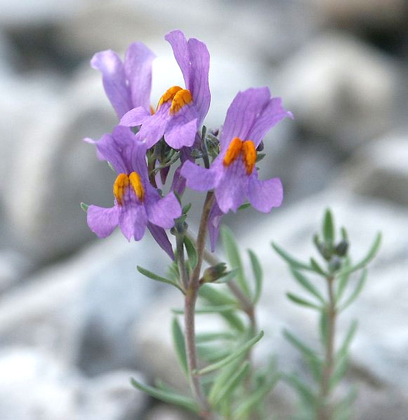 linaria alpina web