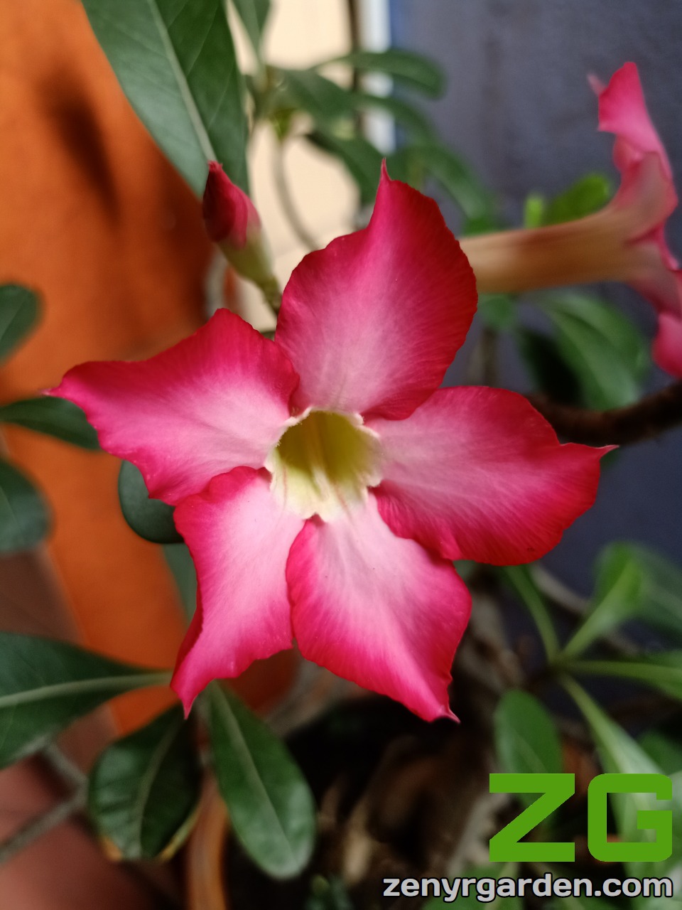 adenium-obesum-zenyrgarden
