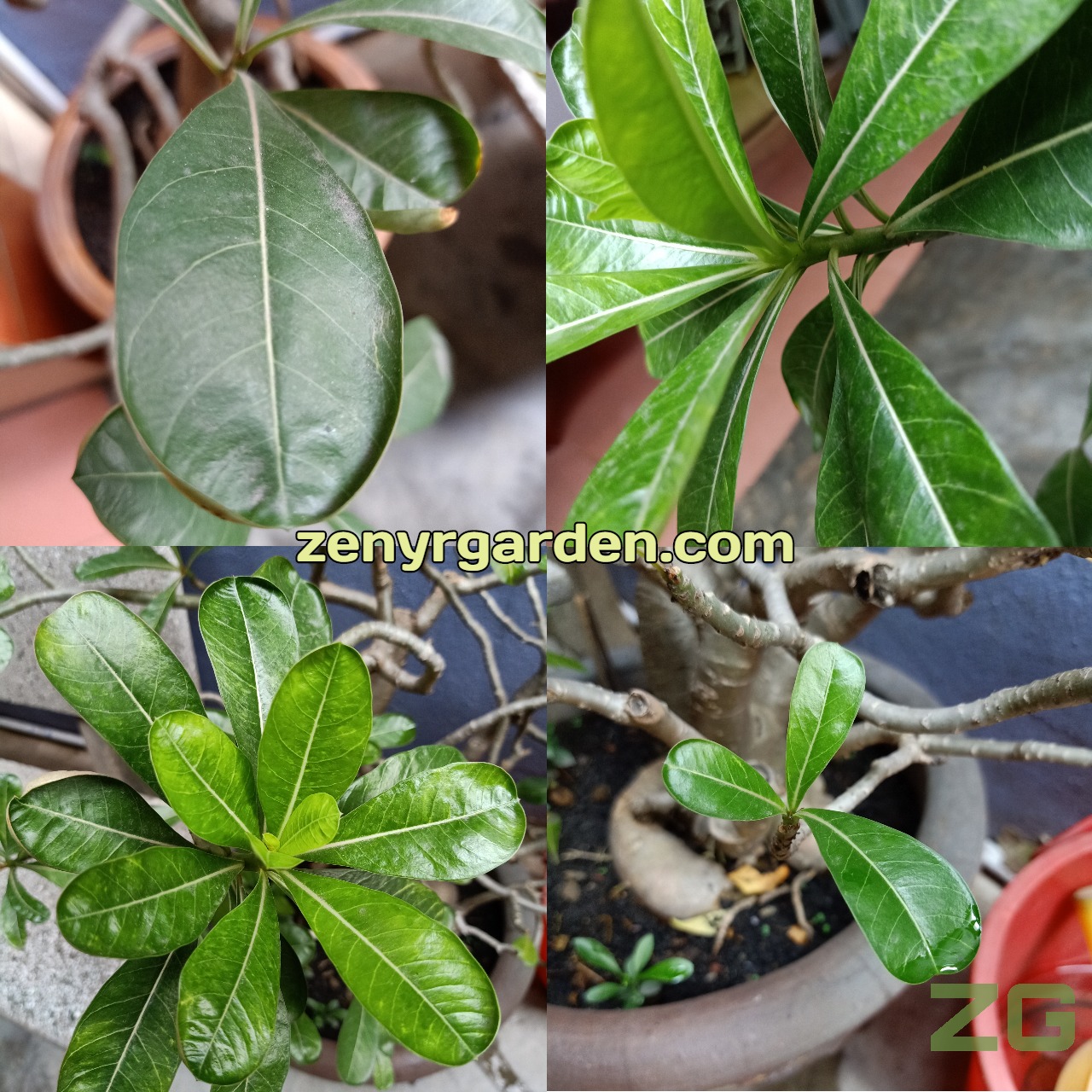 adenium-obesum-desert-rose-leaves-zenyrgarden