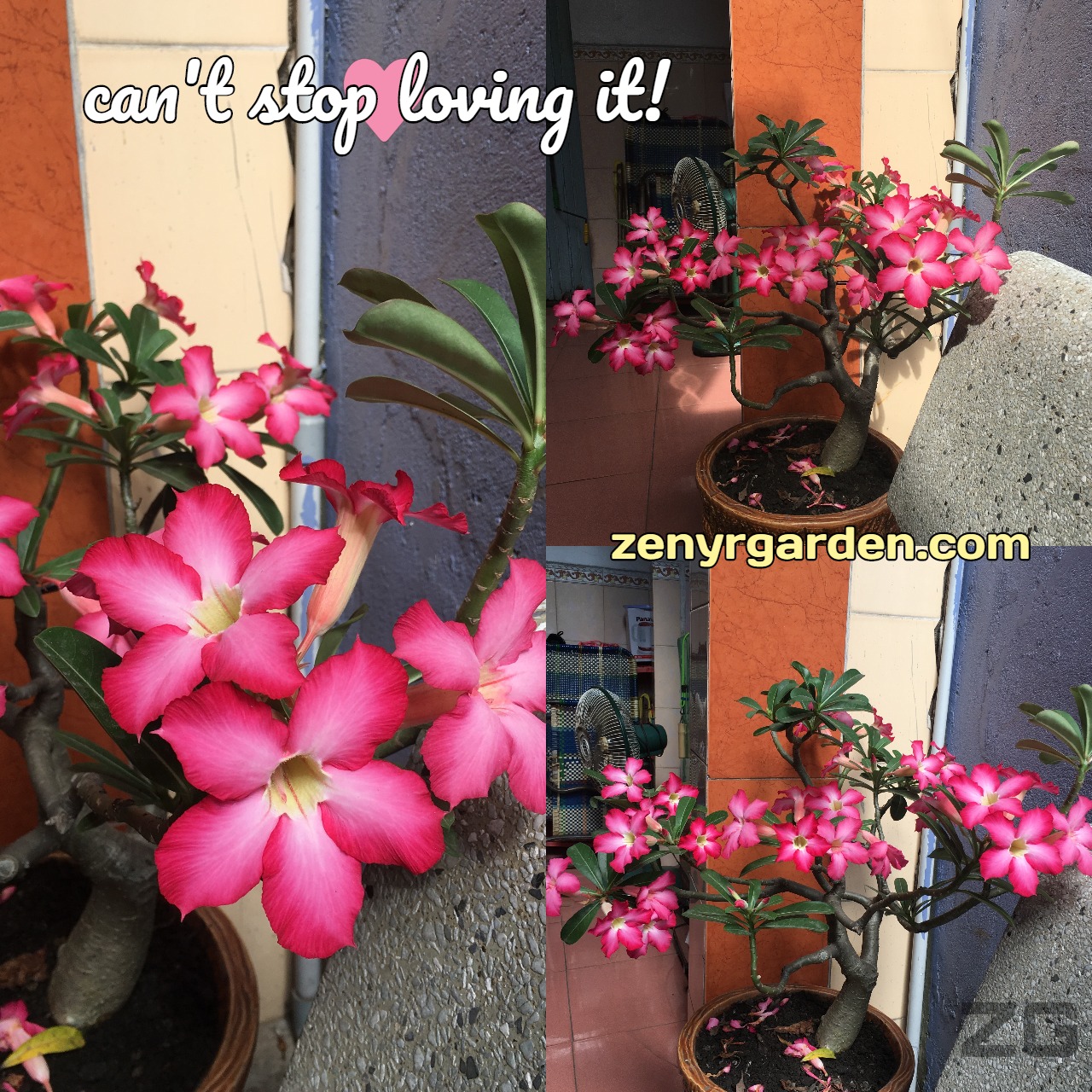 adenium-obesum-desert-rose-flower-zenyrgarden