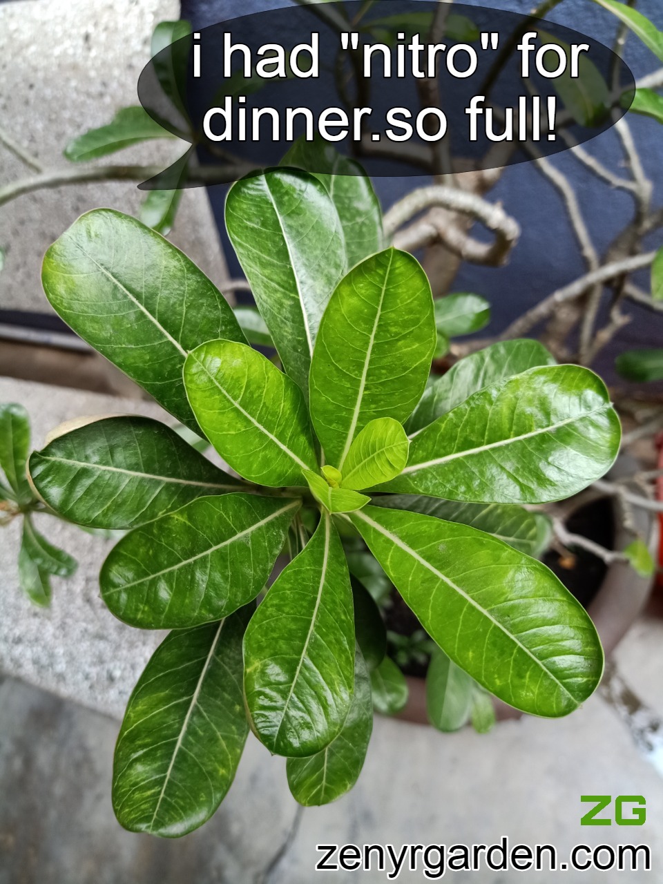Nitrogen for leaves growth