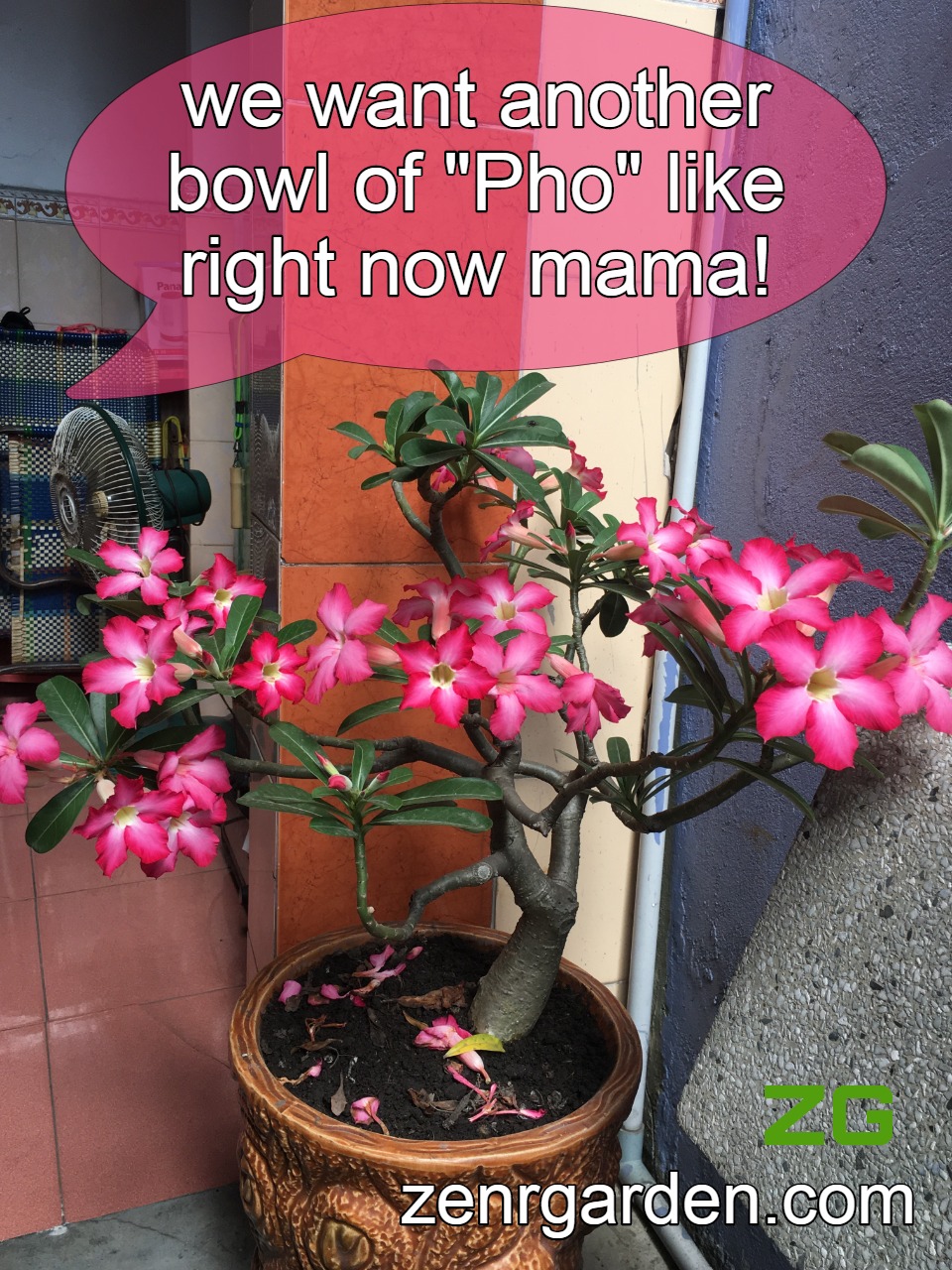 Phosphorous for desert rose