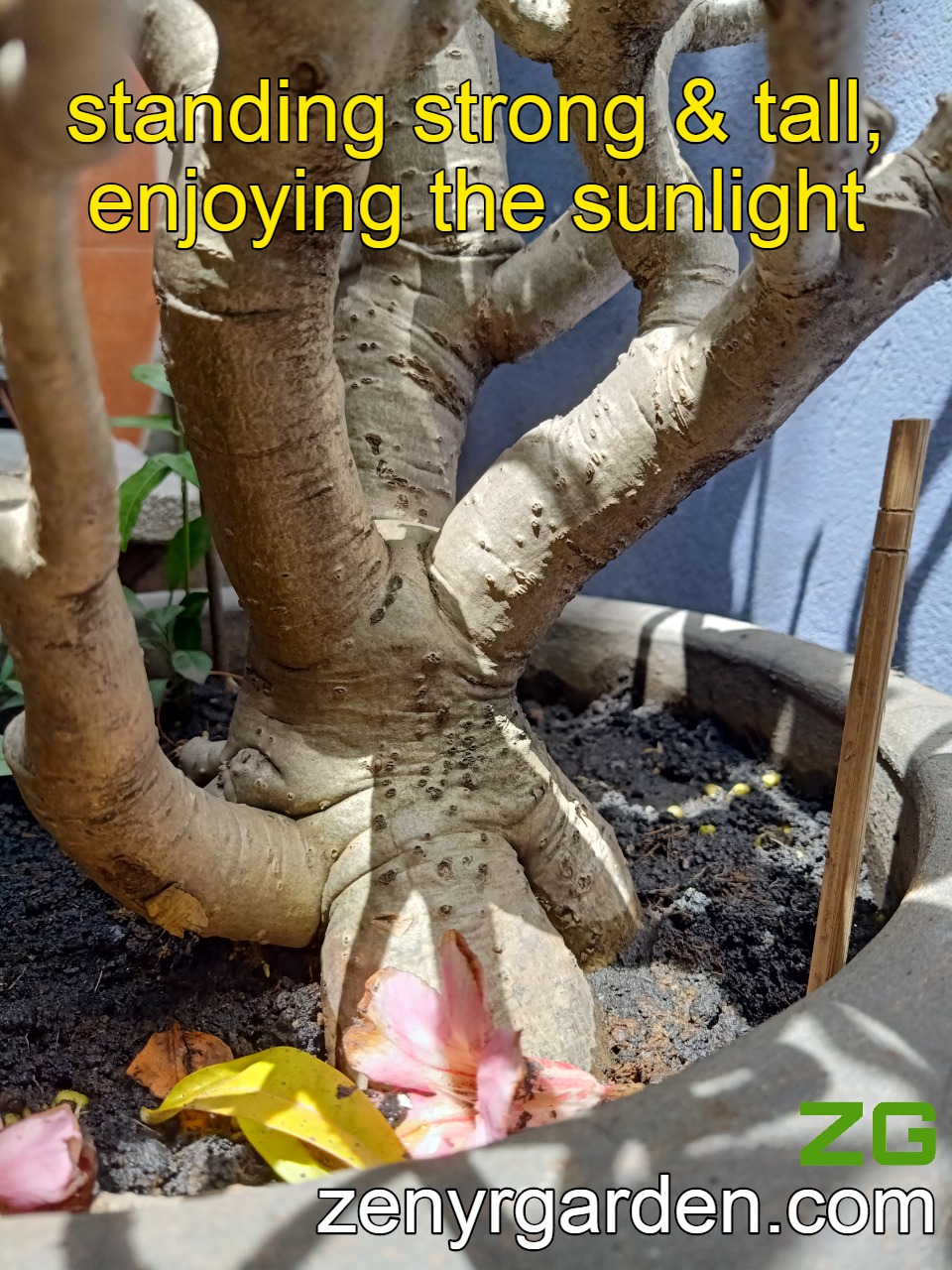 Potassium for desert rose