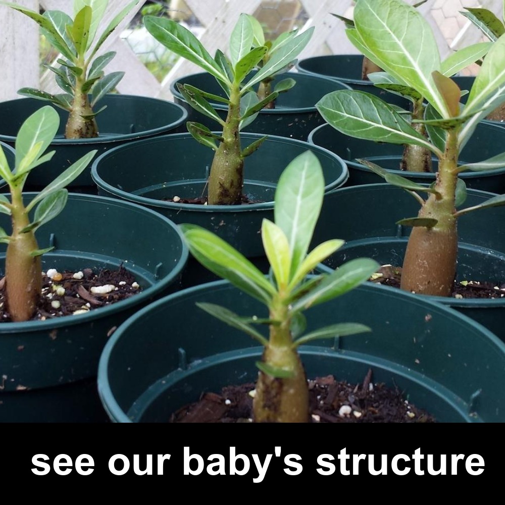 See our baby structure