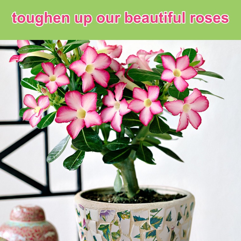 Toughen up our plant