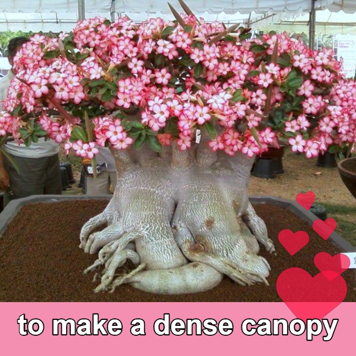 To make a dense canopy