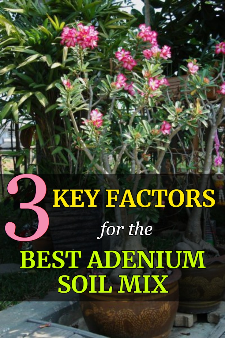 3 key factors for the best adenium soil mix