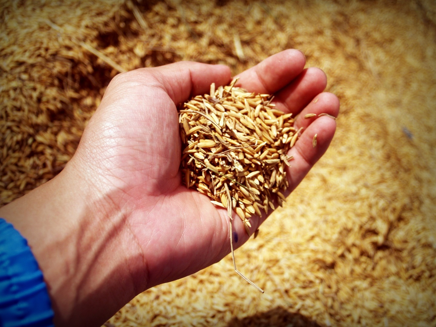 Rice hulls