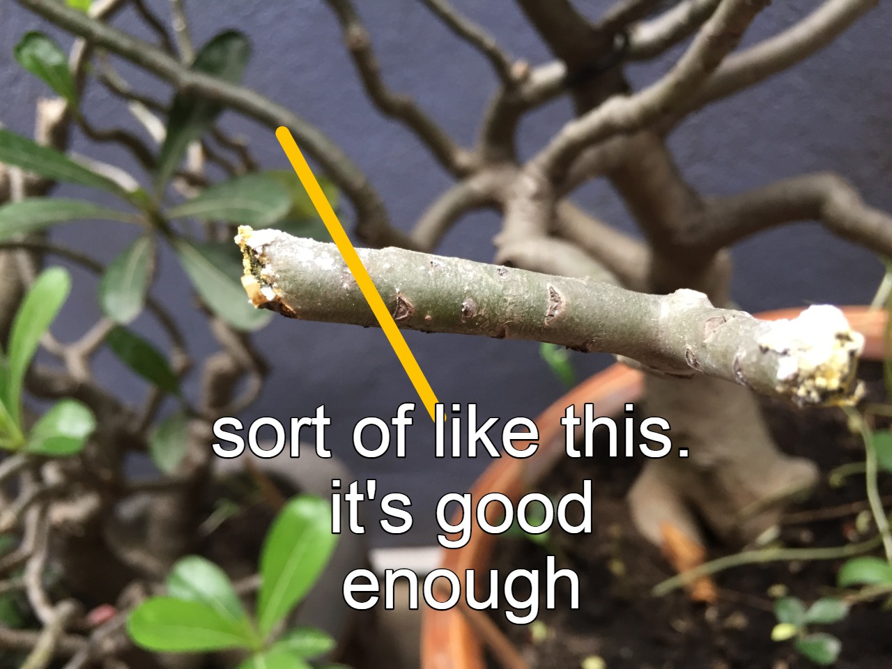 Cut branch at a slanted angle