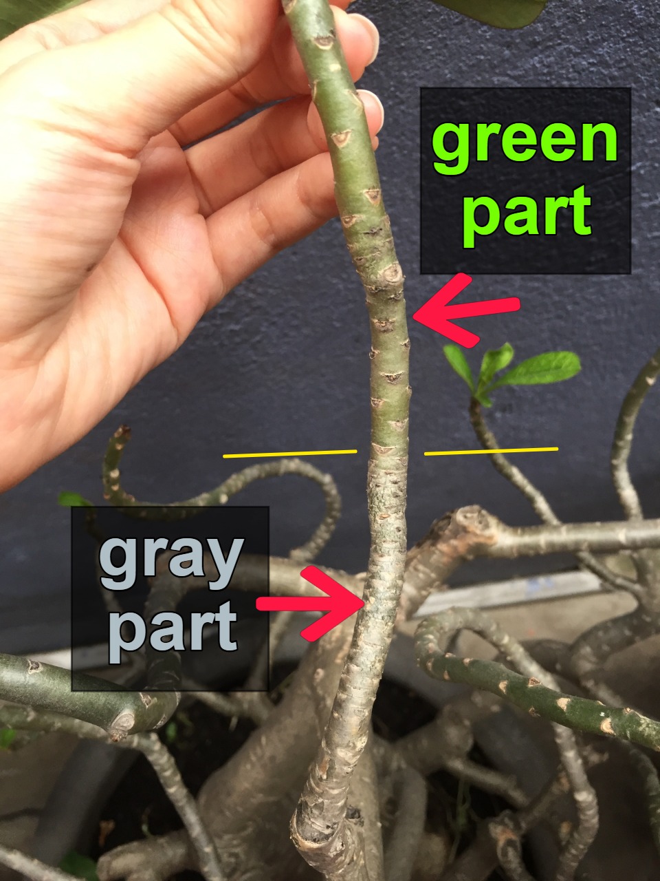 Green gray parts of a branch