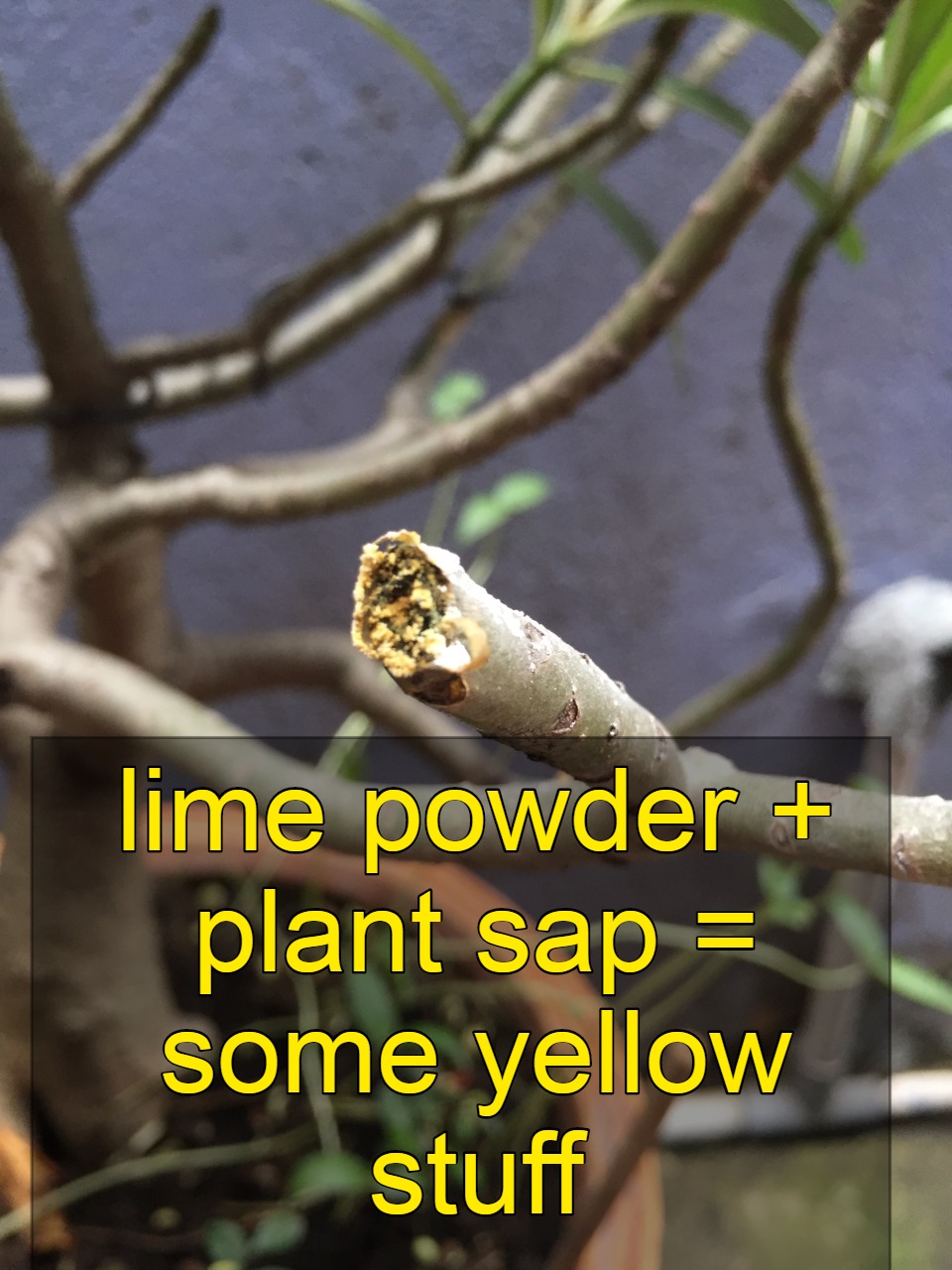 Lime powder applied on a branch cut