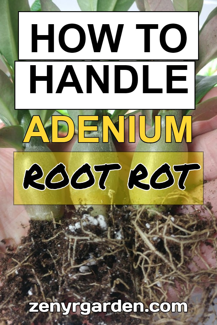 how-to-handle-adenium-root-rot