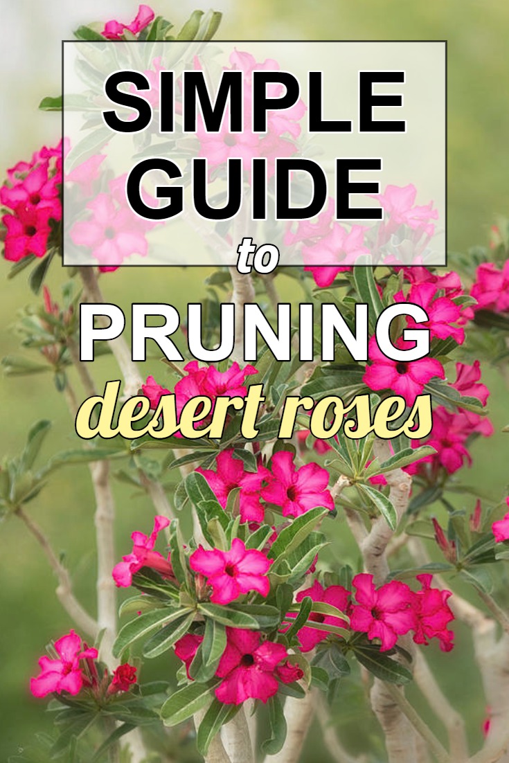 how-to-prune-trim-adenium-desert-roses