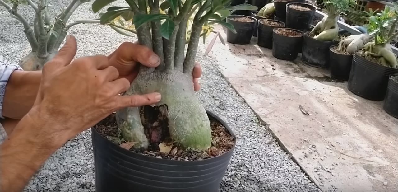Swollen adneium caudex