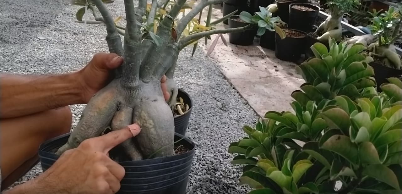 Dots on adenium caudex