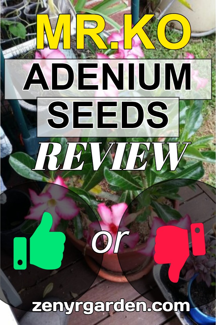 review-of-mr-ko-adenium-seeds