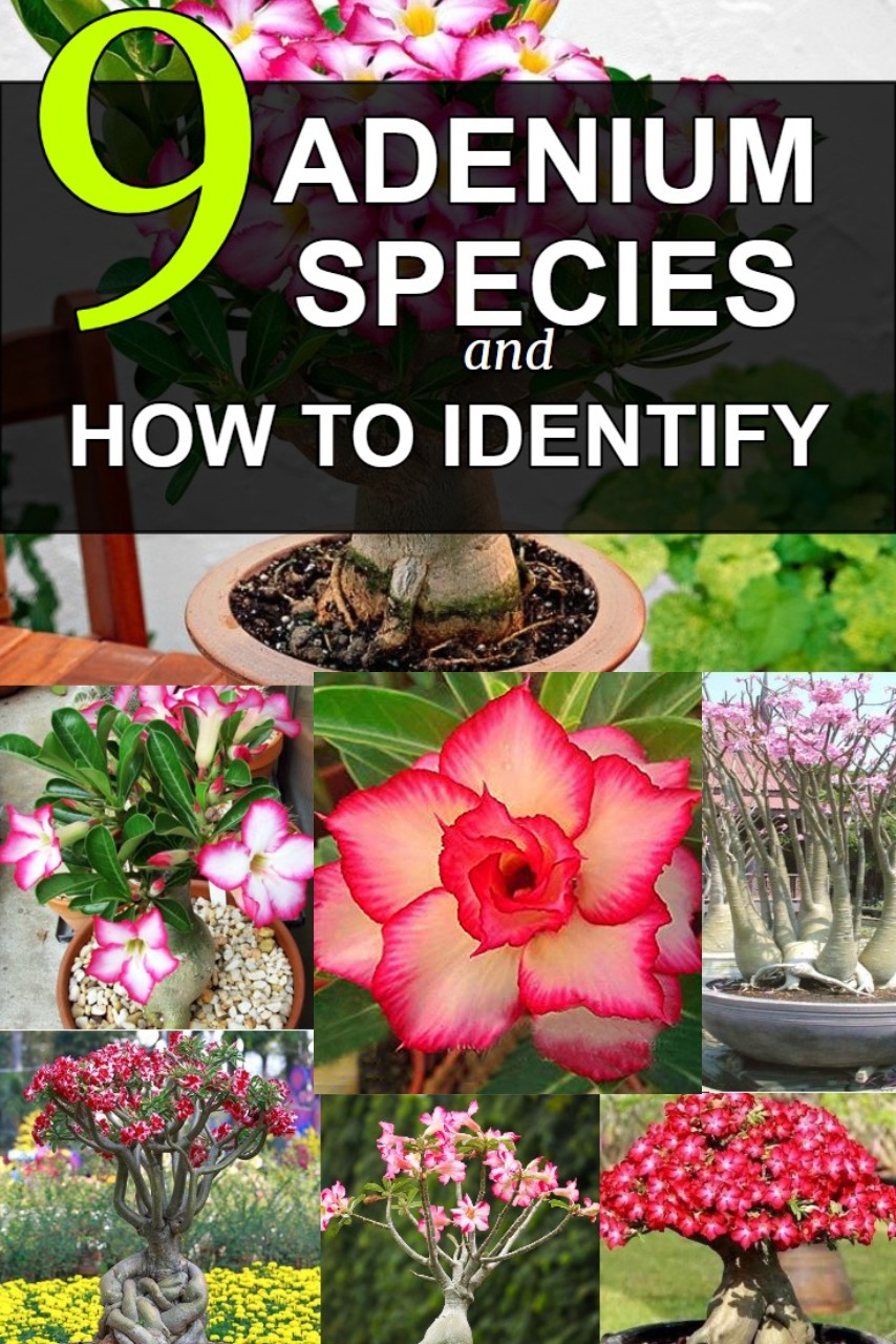 adenium-desert-rose-species