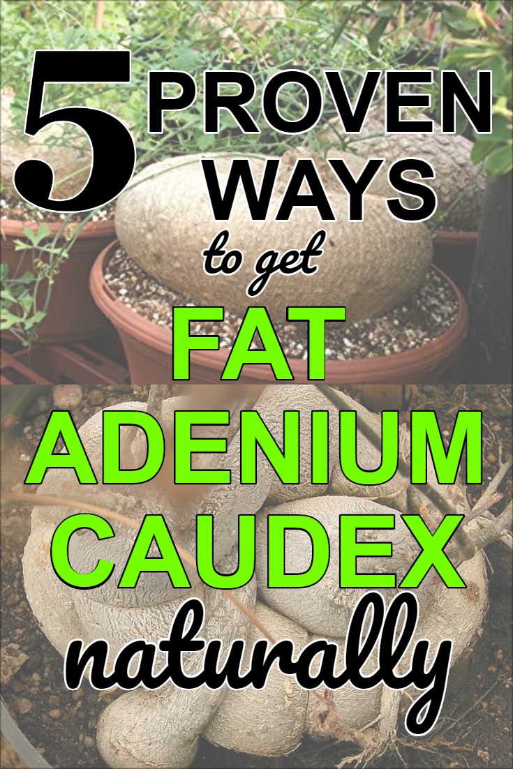 5-ways-to-get-fat-adenium-caudex