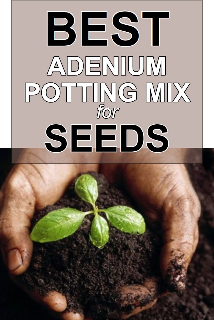 best-adenium-potting-mix-for-seeds