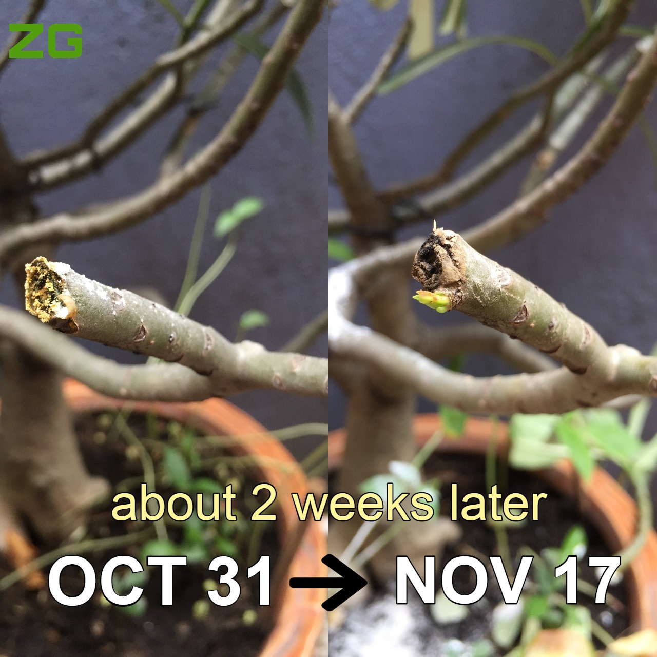 Desert rose pruning results