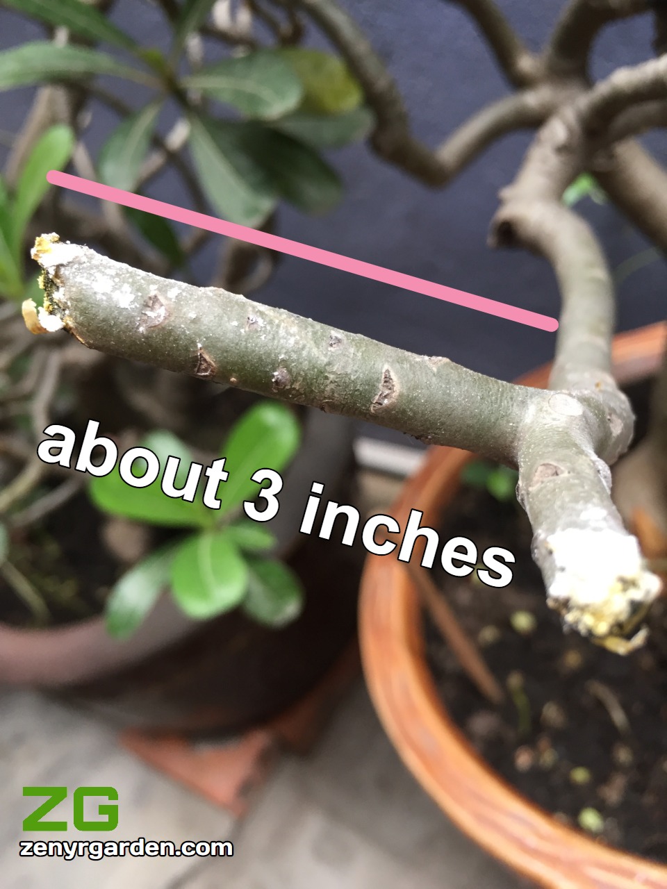Leave 3 inches of branch