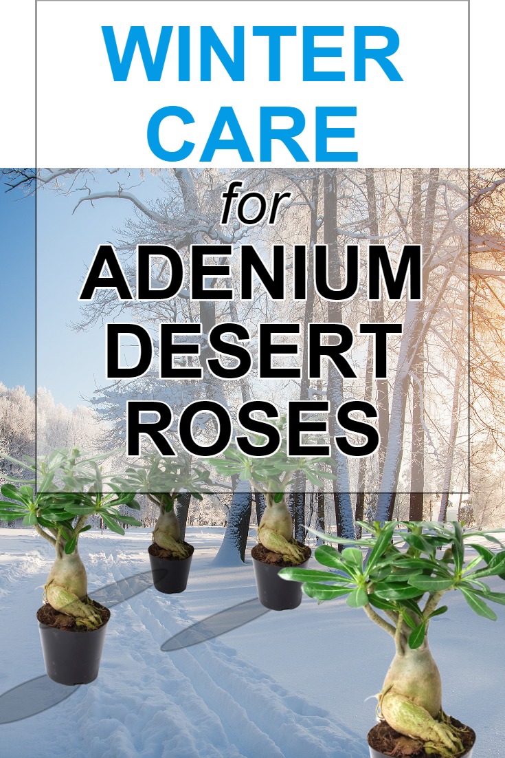 winter-care-for-adenium-desert-roses