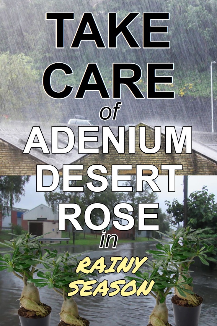 take-care-of-adenium-desert-rose-rainy-season