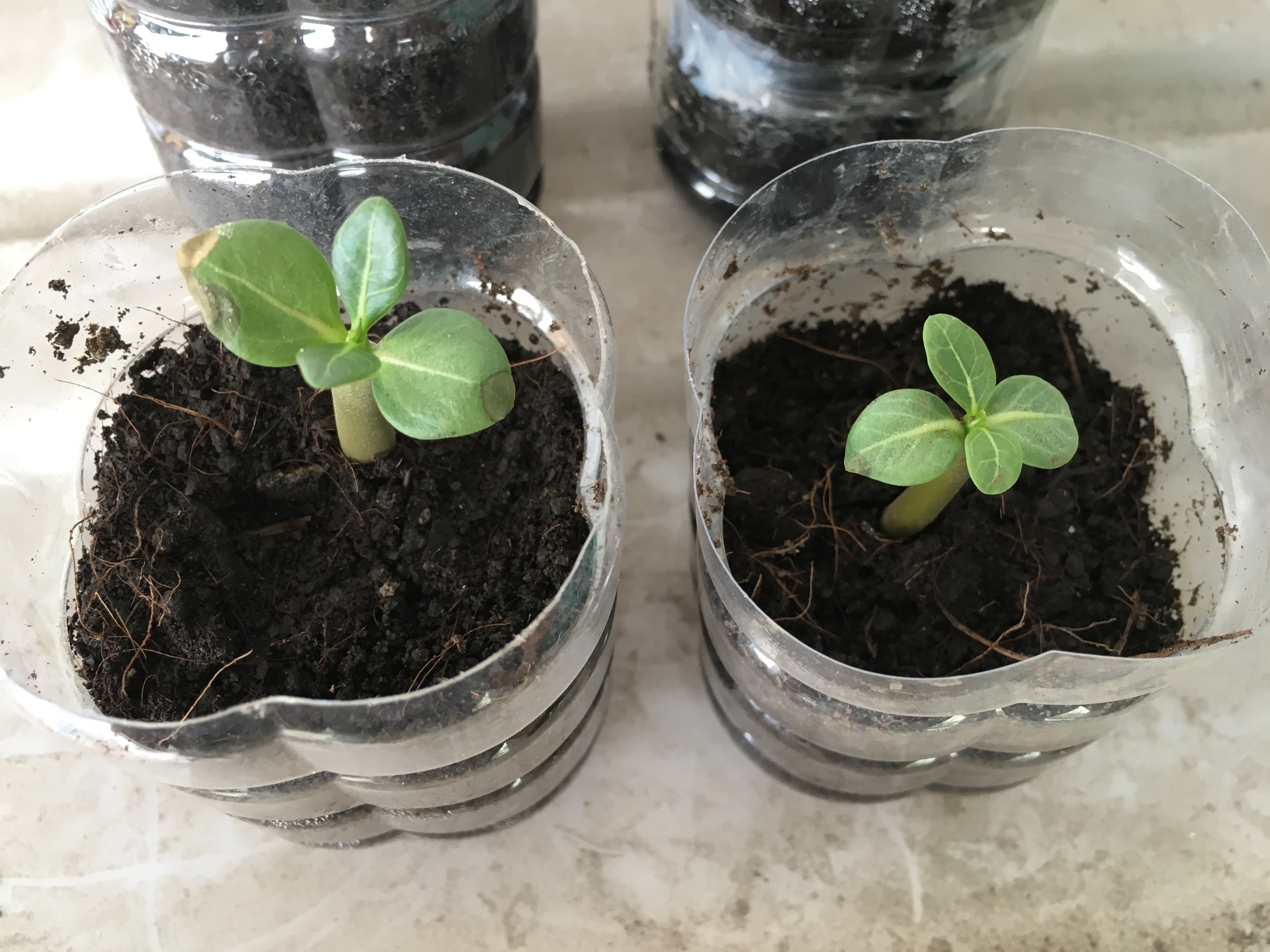 Young adenium desert rose seedlings