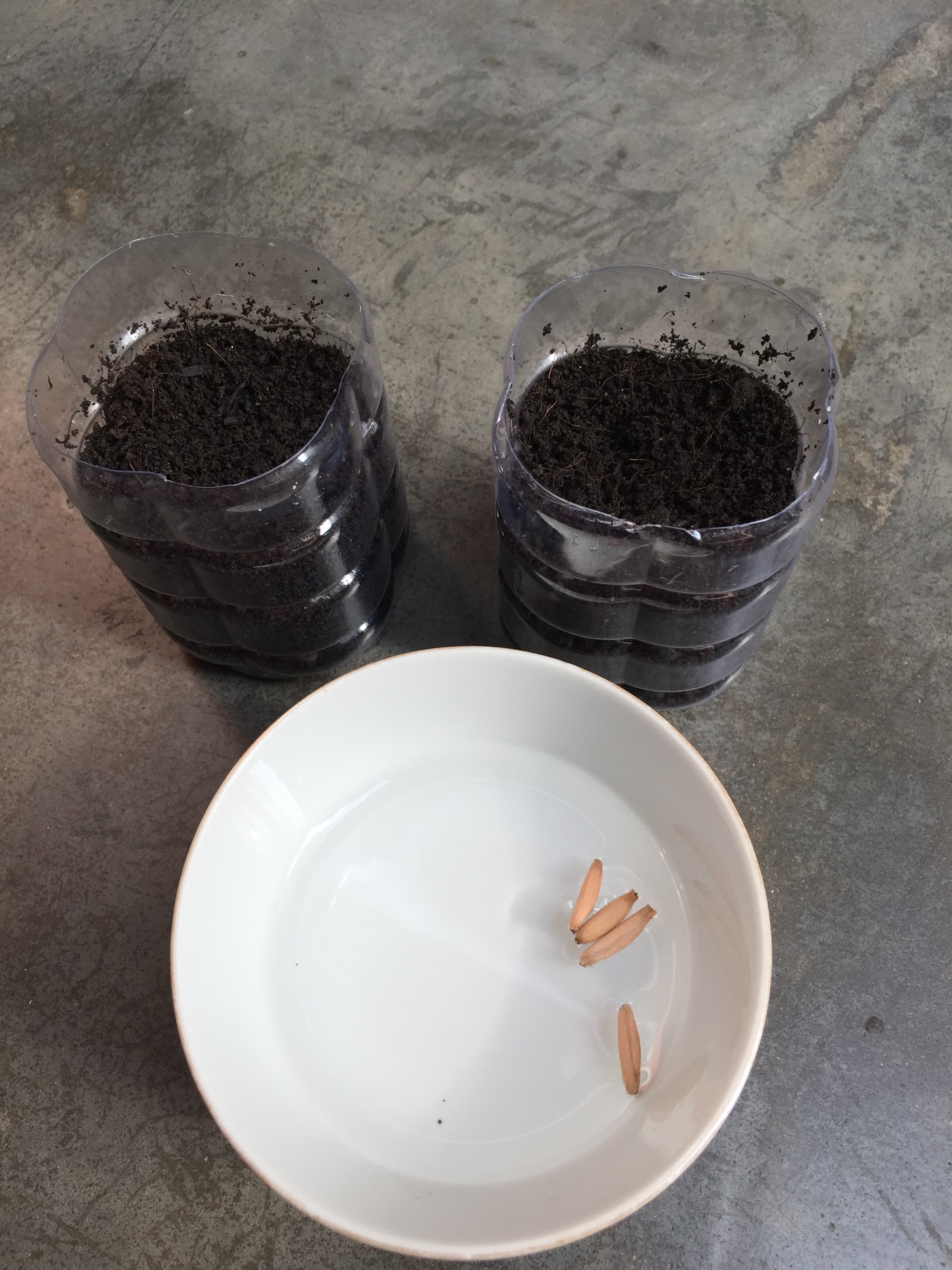 Soak adenium seeds in water
