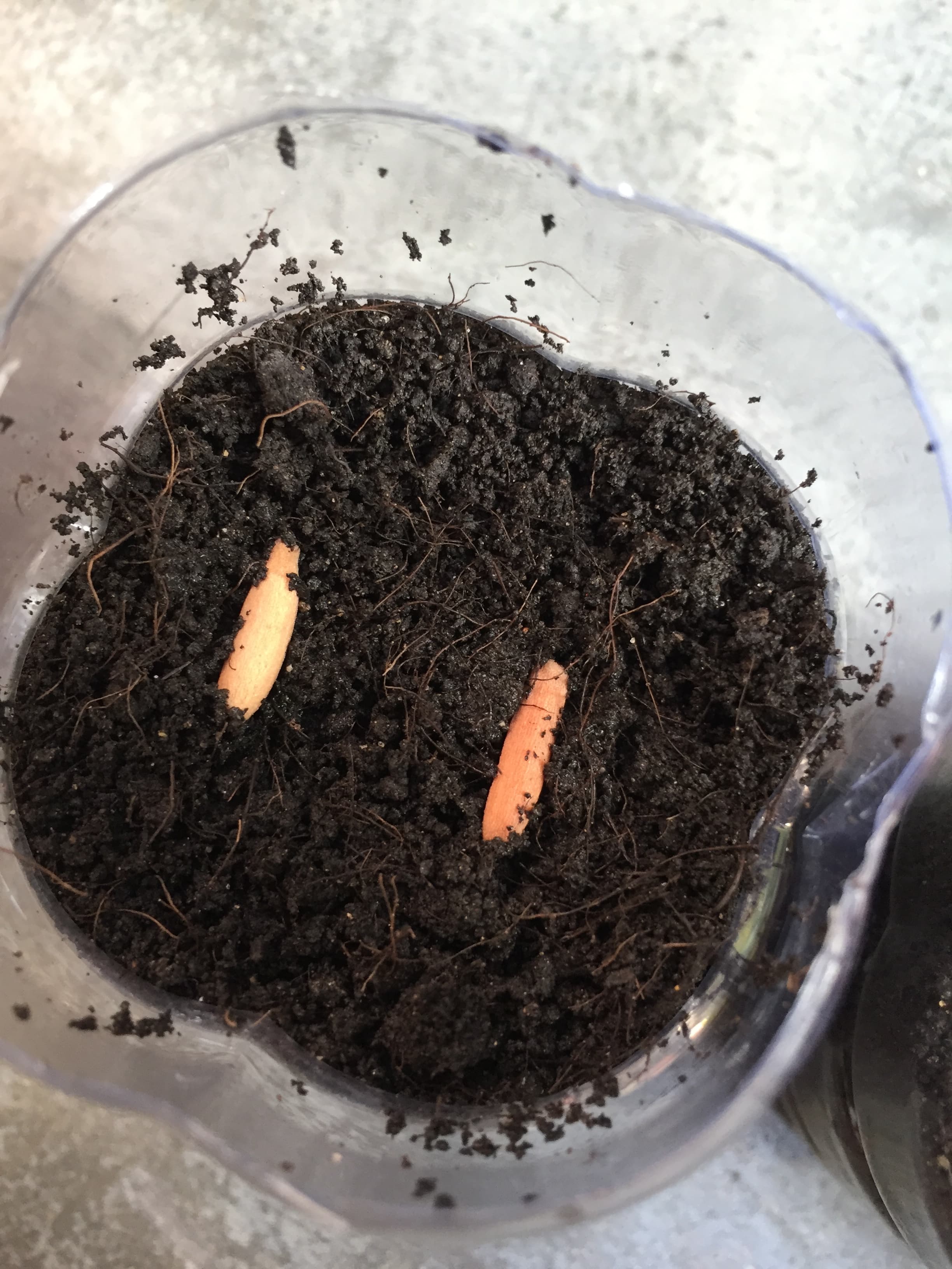 Place desert rose seeds horizontally