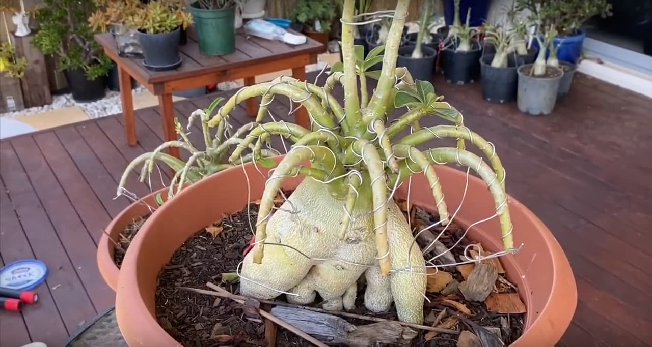 Wiring desert roses
